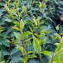 Portuguese Laurel Image 10