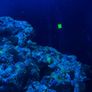Marine aquarium set up 250L Image 8