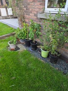 Free potted plants