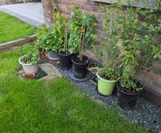Free potted plants