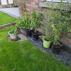 Free potted plants