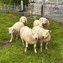 Hogget rams Image 4