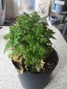 Feverfew plant