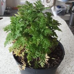 Feverfew plant
