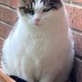 missing cat Sandymount area Image 2