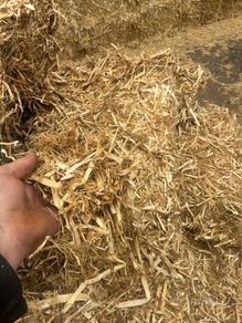 Pea straw/ pea Haulm FODDER