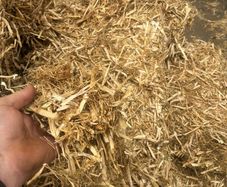 Pea straw/ pea Haulm FODDER