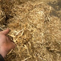 Pea straw/ pea Haulm FODDER