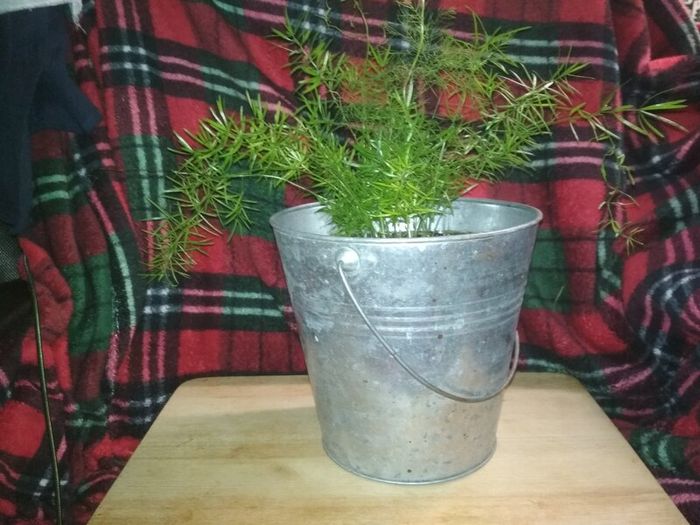 Asparagus houseplant