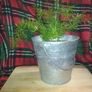 Asparagus houseplant Image 2