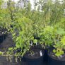 Blackcurrant Titania 7.5-10l pot available now Image 5