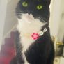 Lost cat - Pookie Image 3