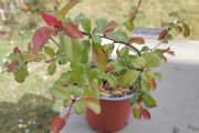Chaenomeles japonica Sargentii - Flowering Quince