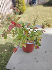 Chaenomeles japonica Sargentii - Flowering Quince