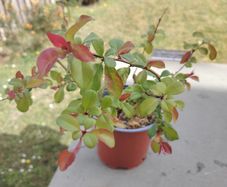 Chaenomeles japonica Sargentii - Flowering Quince