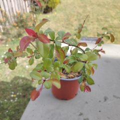 Chaenomeles japonica Sargentii - Flowering Quince