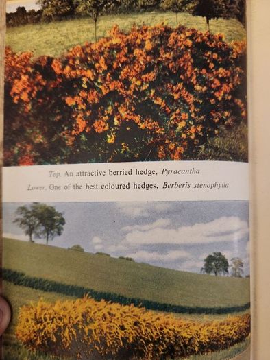Colour Hedges. By J.l. Beddal.n.d.h. Published By The Gardening  Book Club London. First Editions  1953. Hardback In Good Condition. 36.