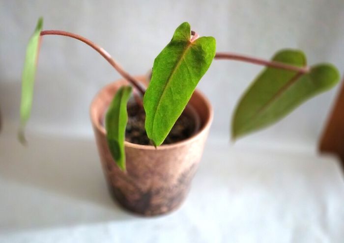 Philodendron Painted Lady