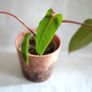 Philodendron Painted Lady Image 4
