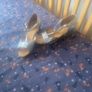 Shoes Image 3