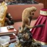 Vintage Taxidermy Stoat Image 5