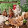 Six hens an a rooster Image 6