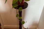 Pothos Plant