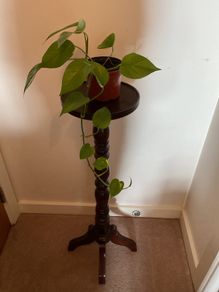 Pothos Plant