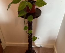 Pothos Plant