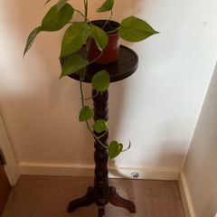 Pothos Plant
