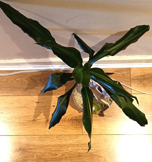 DRACENA - photos edit