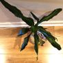 DRACENA - photos edit Image 7