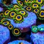 Jungle Juice Zoa Image 3