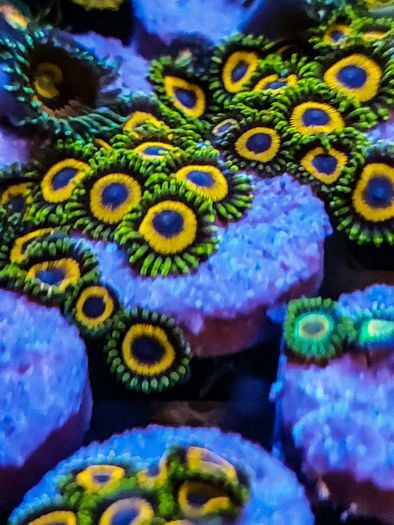 Jungle Juice Zoa