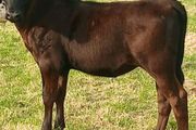Beef Cattlr