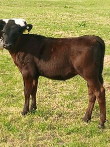 Beef Cattlr