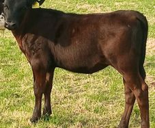 Beef Cattlr