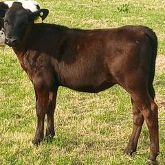 Beef Cattlr