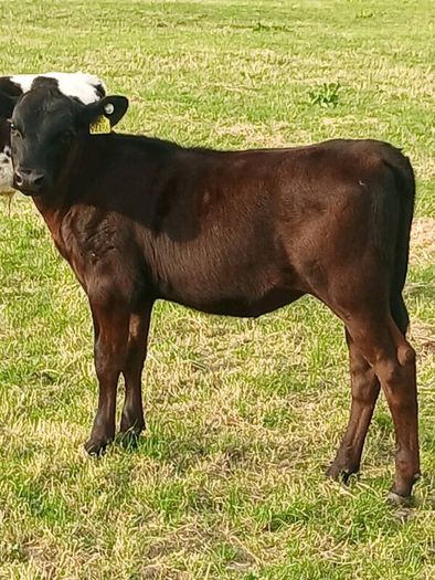 Beef Cattlr