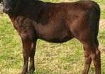 Beef Cattlr