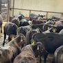 Aberdeen Angus Bulls Image 5