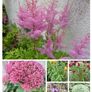 Outdoor plants for sale. Image 3