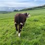 Pedigree Hereford Bull Image 5