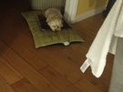 Dog minder Image 7