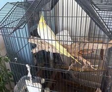 parrot