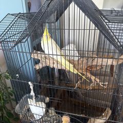 parrot