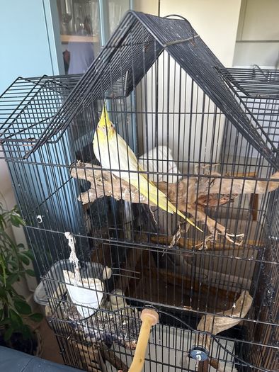 parrot