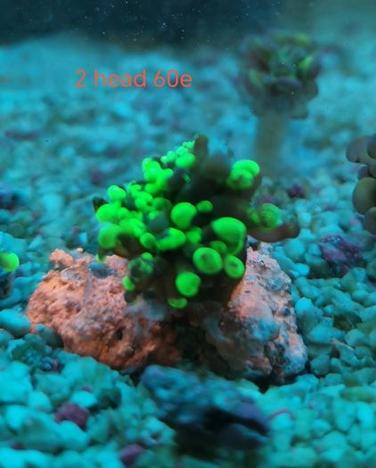 toxic green blochy hammer coral
