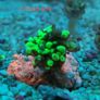 toxic green blochy hammer coral Image 3