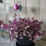 House plant. Image 7